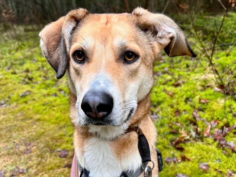 Polly, female 5yo Mixed Breed for adoption at Ein Herz für Streuner e.V., München