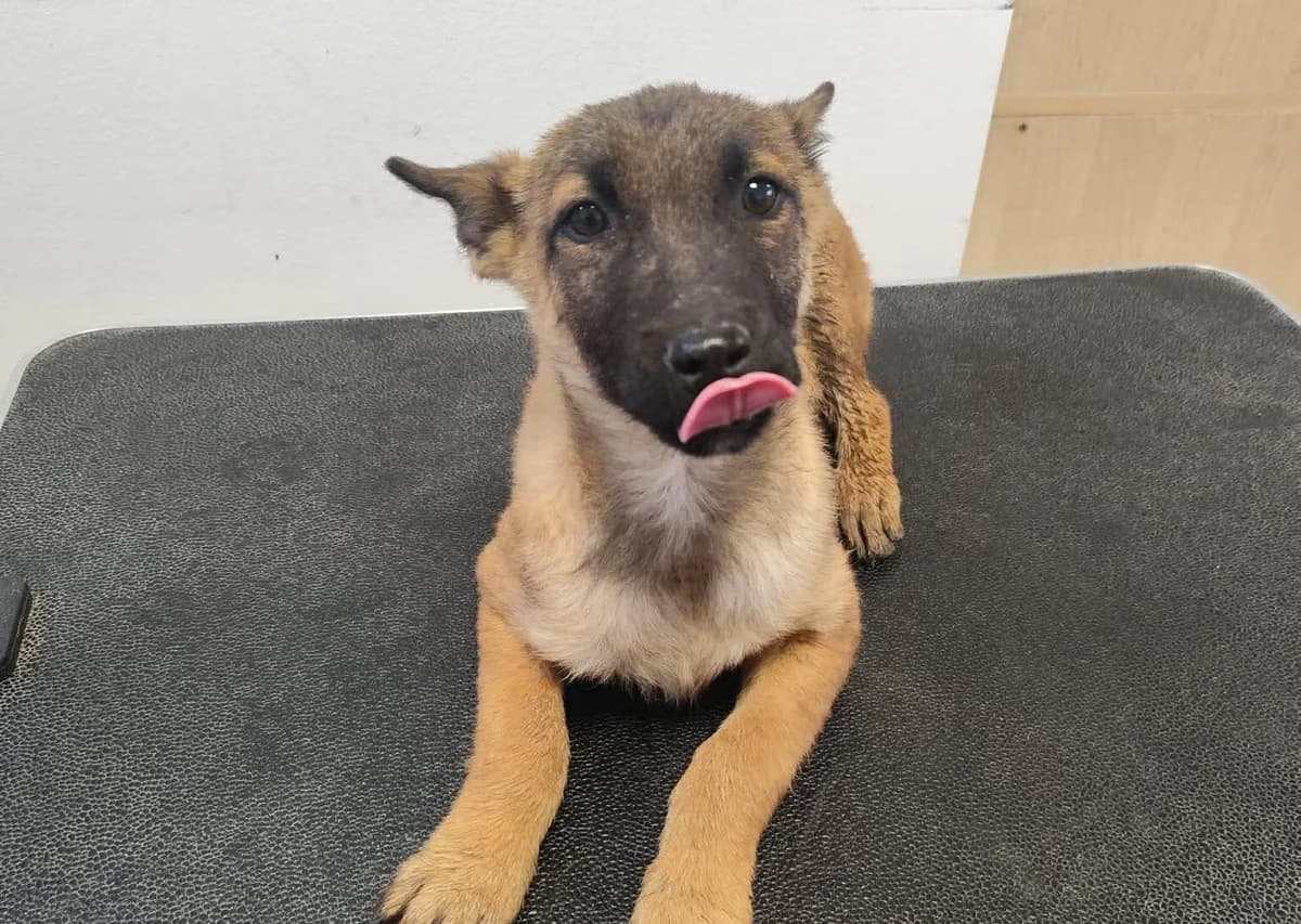 Pommes, puppy Mixed Breed for adoption at Ein Herz für Streuner e.V., München