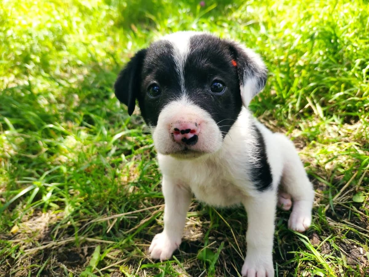 Pommes, schwarz male puppy Mixed Breed for adoption at Ein Herz für Streuner e.V., München