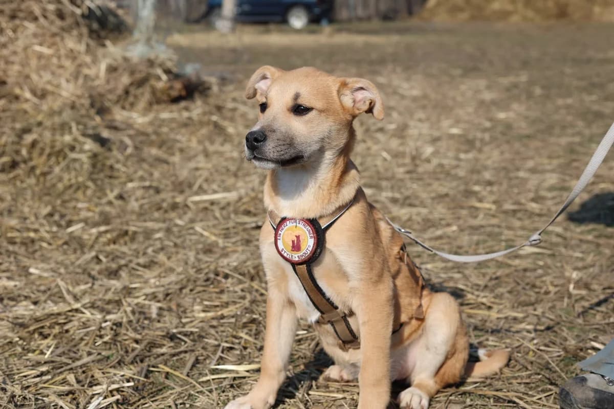 Pommi, female puppy Mixed Breed for adoption at Ein Herz für Streuner e.V., München