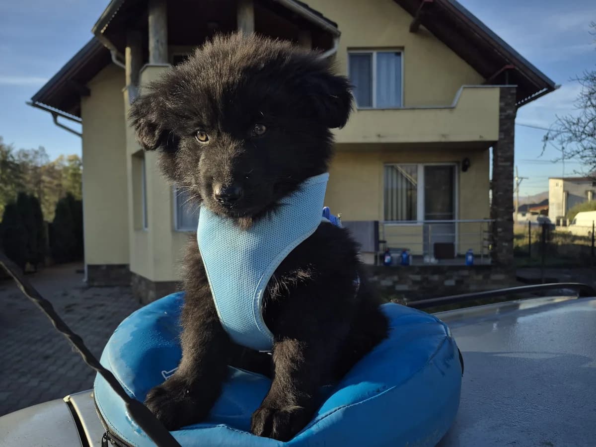 Pong, male puppy Mixed Breed for adoption at Ein Herz für Streuner e.V., München
