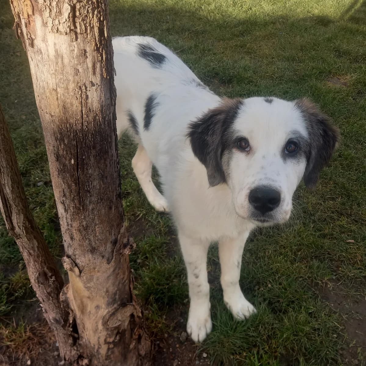 Pongo, male puppy Mixed Breed for adoption at Ein Herz für Streuner e.V., München