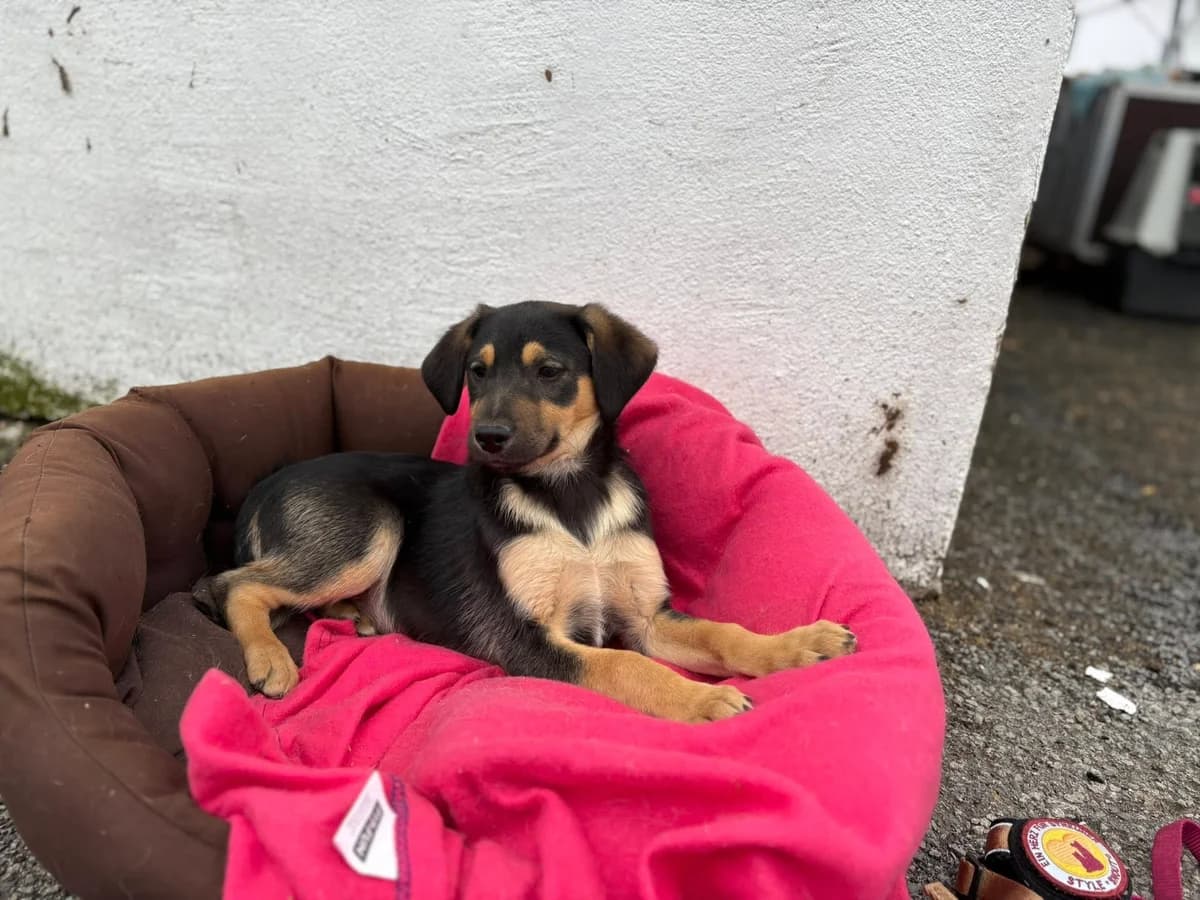 Ponti, male puppy Mixed Breed for adoption at Ein Herz für Streuner e.V., München