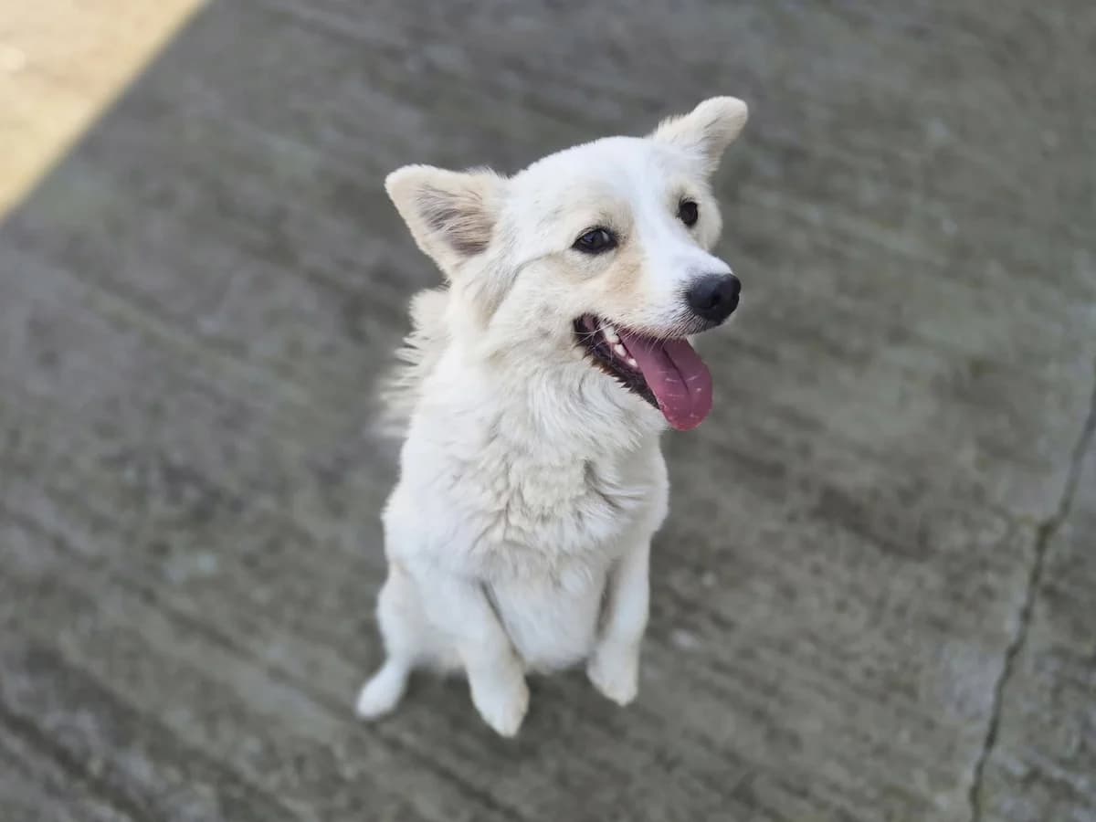 Popcorn, male young Mixed Breed for adoption at Ein Herz für Streuner e.V., München