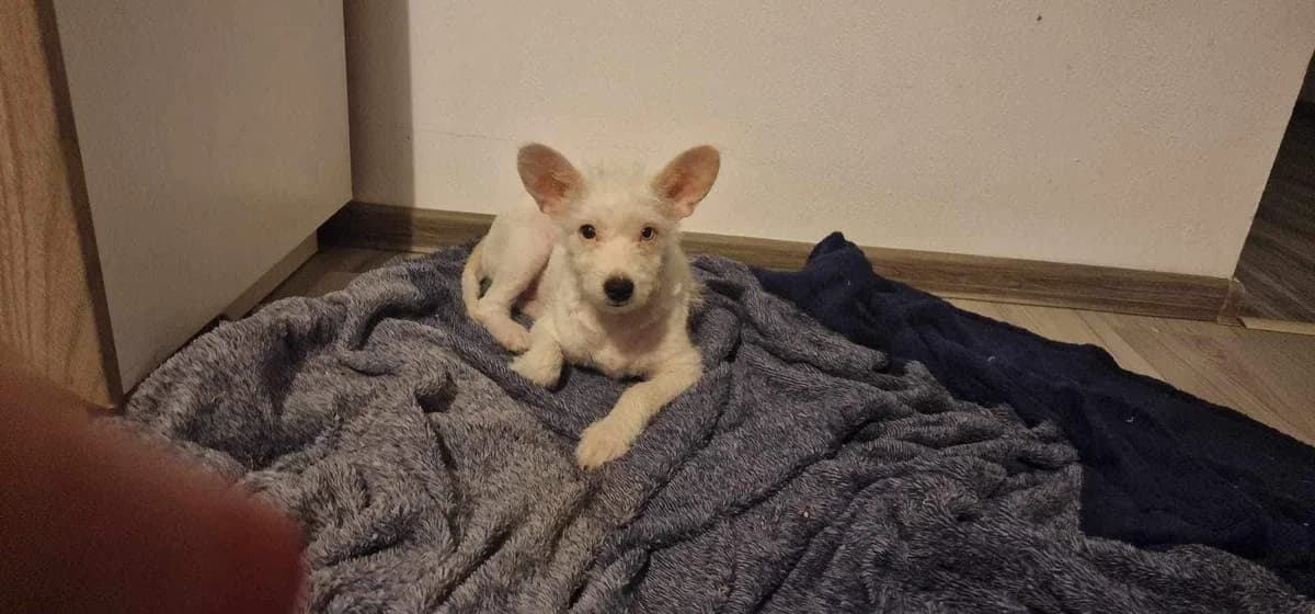 Popcorn, puppy Mixed Breed for adoption at Ein Herz für Streuner e.V., München