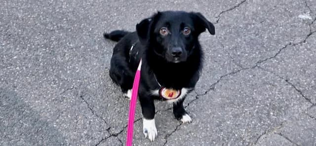 Poppy, female puppy Mixed Breed for adoption at Ein Herz für Streuner e.V., München