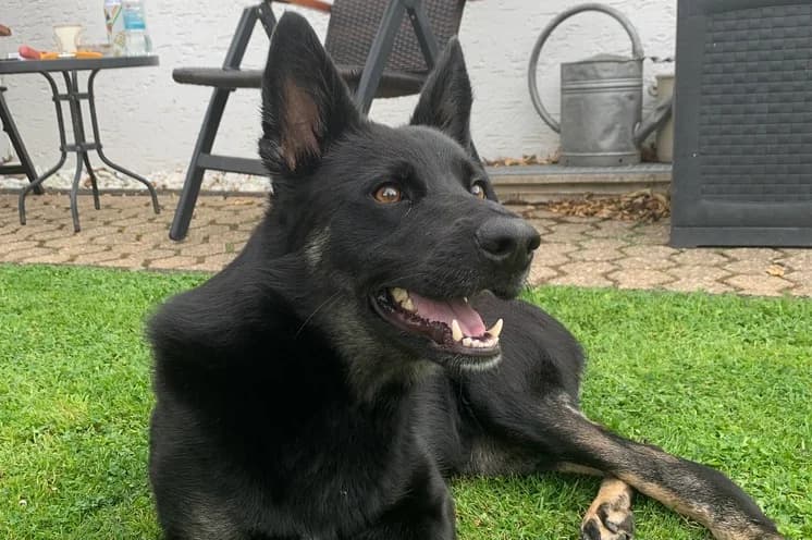 Poppy, female 5yo Mixed Breed for adoption at Ein Herz für Streuner e.V., München