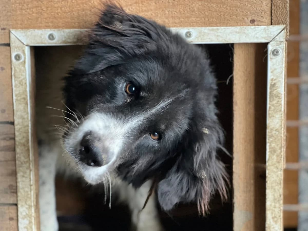 Popsicle, female young Mixed Breed for adoption at Ein Herz für Streuner e.V., München