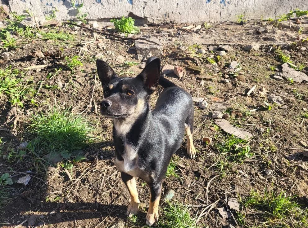 Porcia, female young Mixed Breed for adoption at Ein Herz für Streuner e.V., München