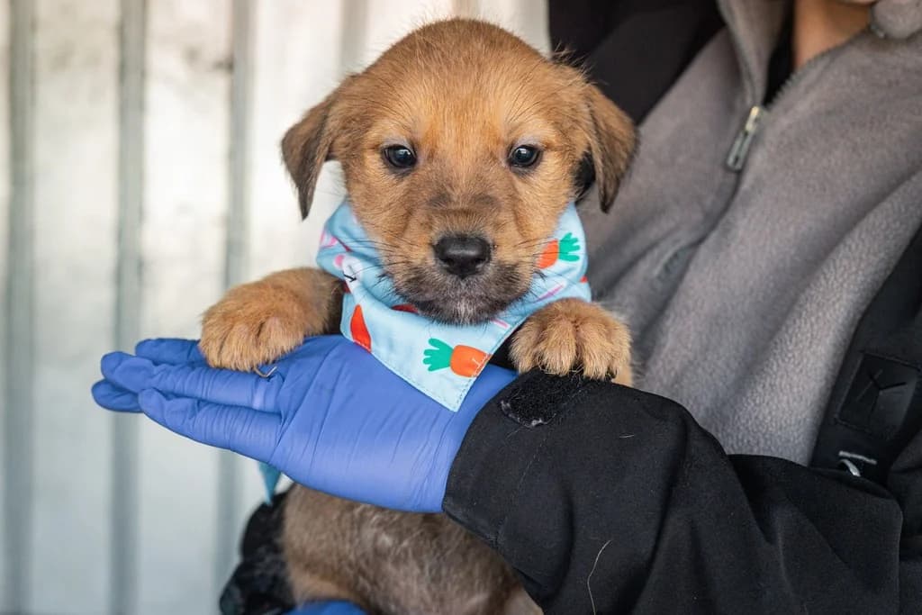 Potato, male puppy Mixed Breed for adoption at Ein Herz für Streuner e.V., München