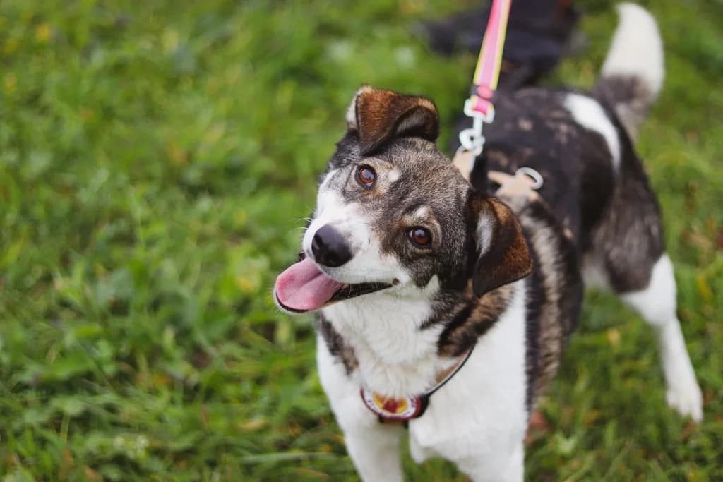 Prea, weiß female senior Mixed Breed for adoption at Ein Herz für Streuner e.V., München