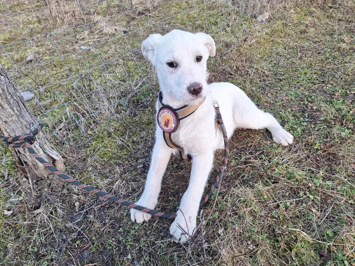 Preacher, male puppy Mixed Breed for adoption at Ein Herz für Streuner e.V., München