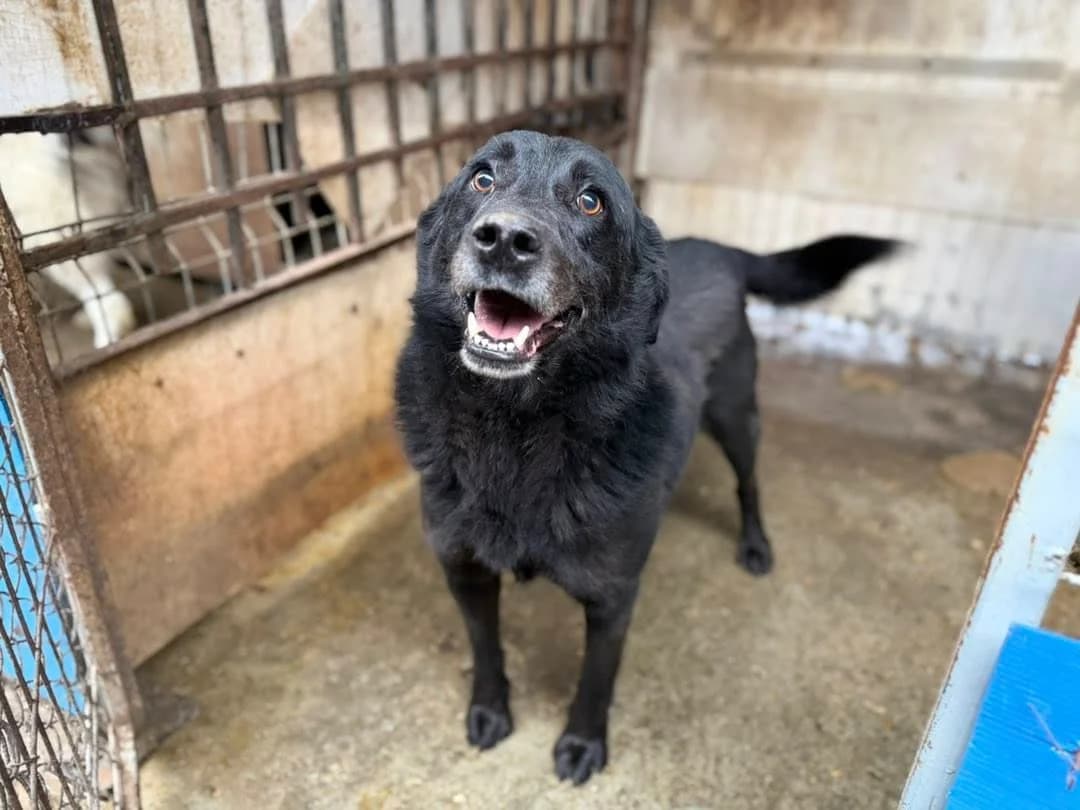 Preto, schwarz male 5yo Mixed Breed for adoption at Ein Herz für Streuner e.V., München