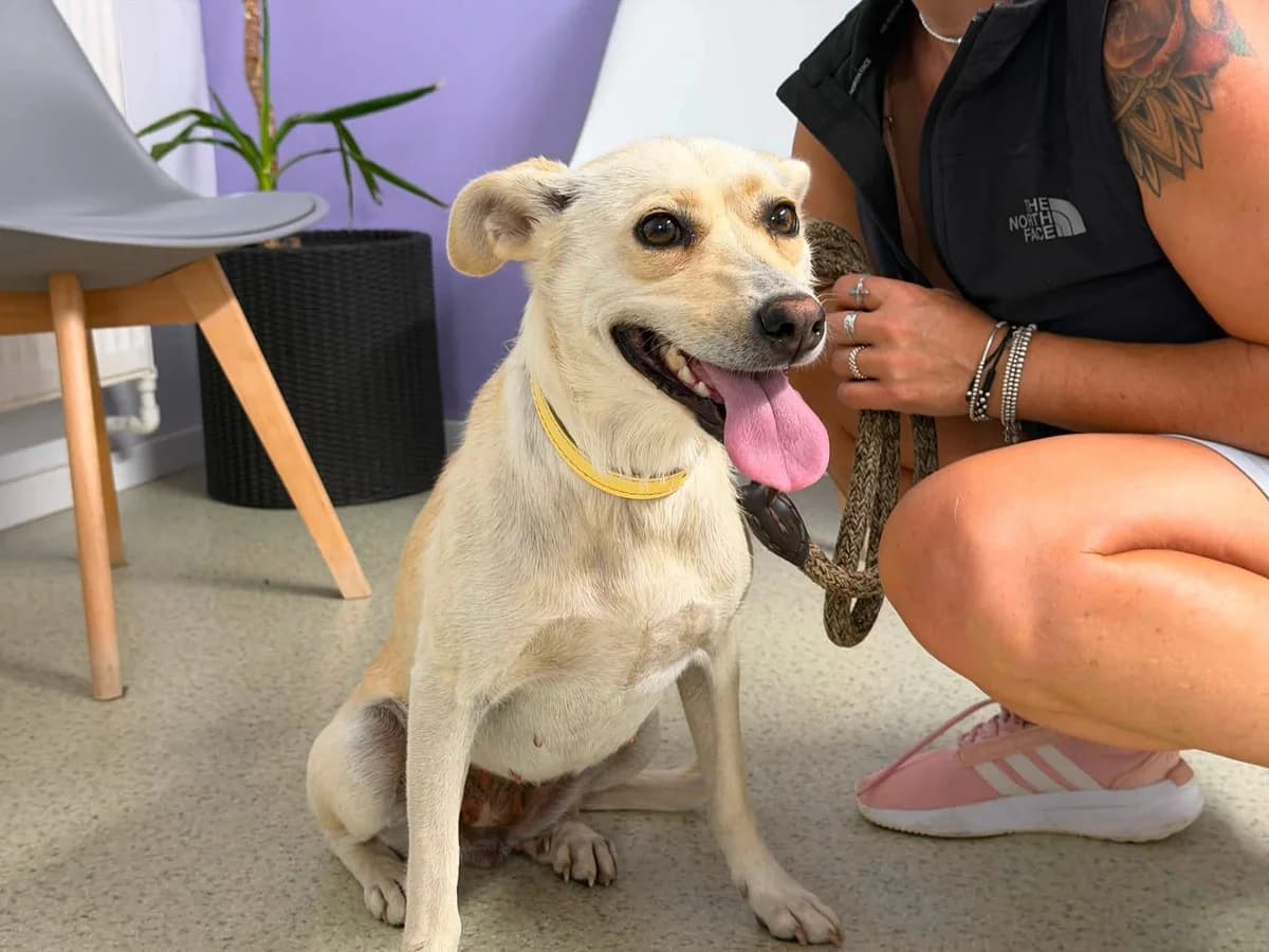 Prietena, female 3yo Mixed Breed for adoption at Ein Herz für Streuner e.V., München