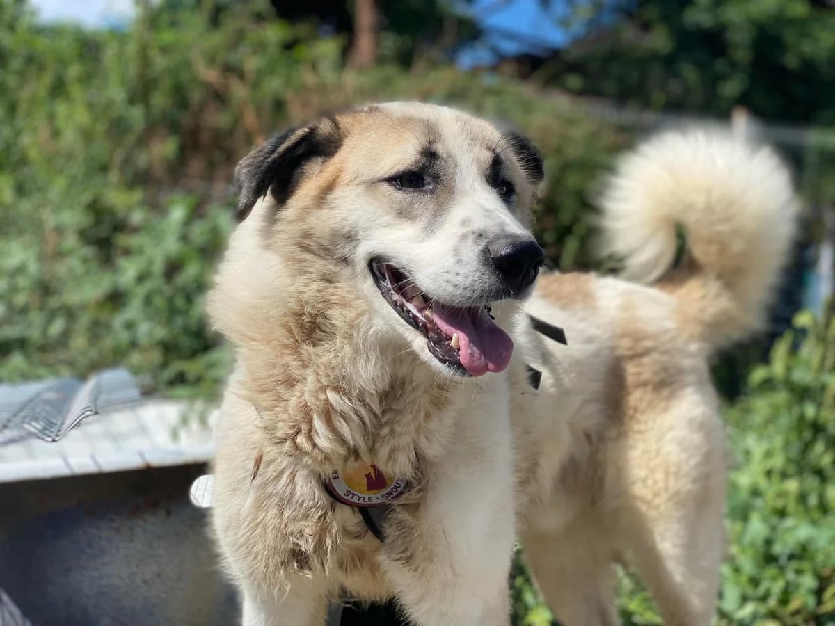Primo, male 5yo Mixed Breed for adoption at Ein Herz für Streuner e.V., München