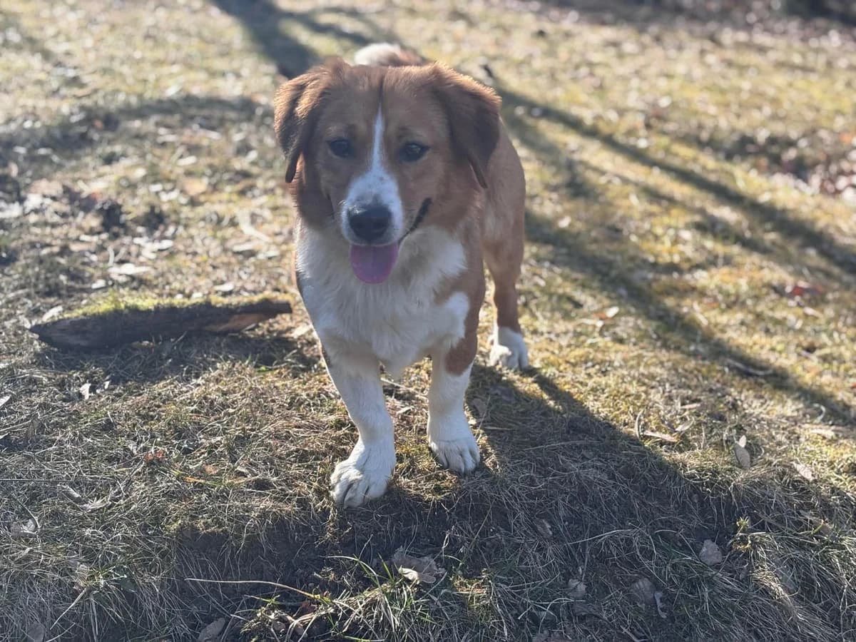 Prince, male young Mixed Breed for adoption at Ein Herz für Streuner e.V., München