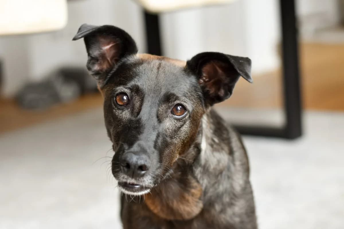 Princess, female 4yo Mixed Breed for adoption at Ein Herz für Streuner e.V., München