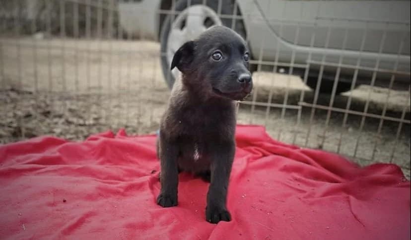 Pringles, female puppy Mixed Breed for adoption at Ein Herz für Streuner e.V., München