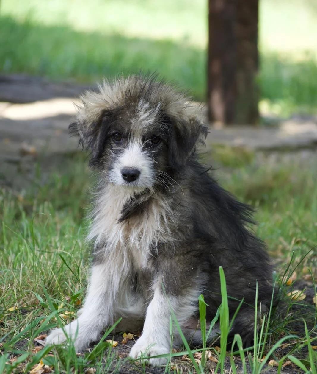 Pringles, female puppy Mixed Breed for adoption at Ein Herz für Streuner e.V., München