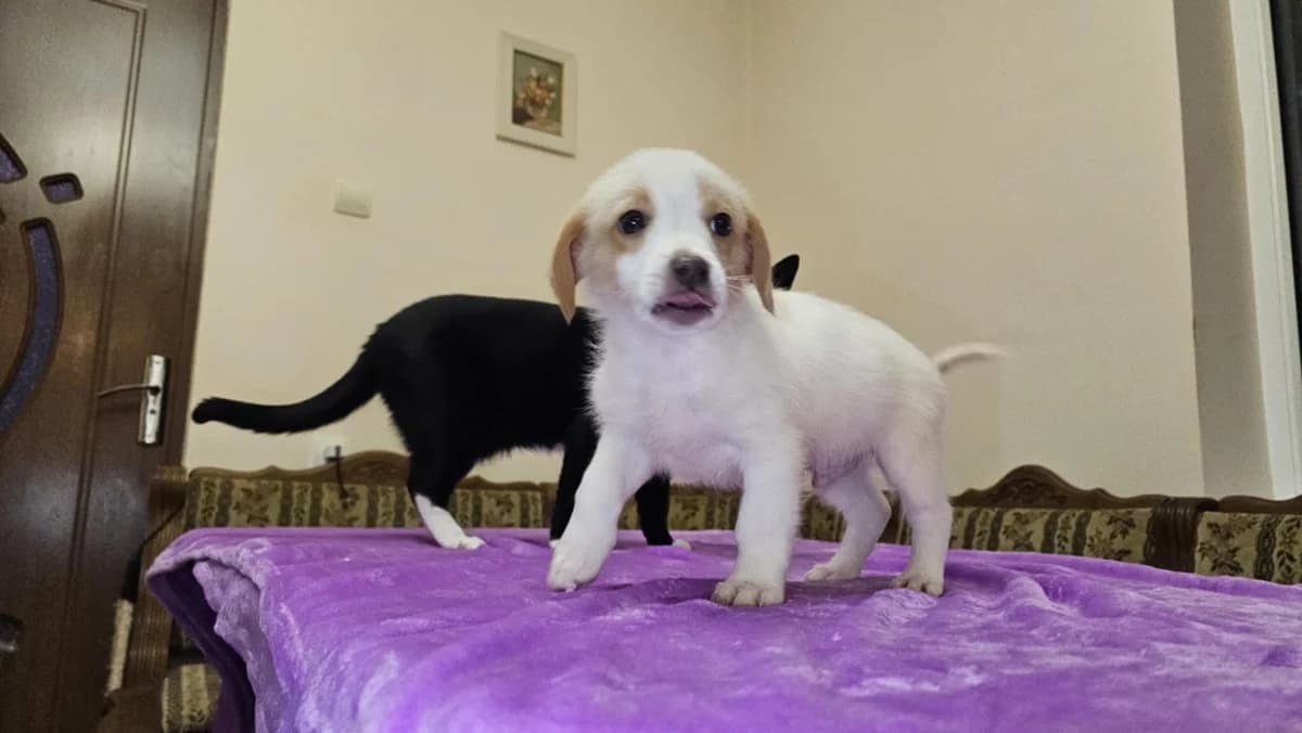 Prinz, male puppy Mixed Breed for adoption at Ein Herz für Streuner e.V., München