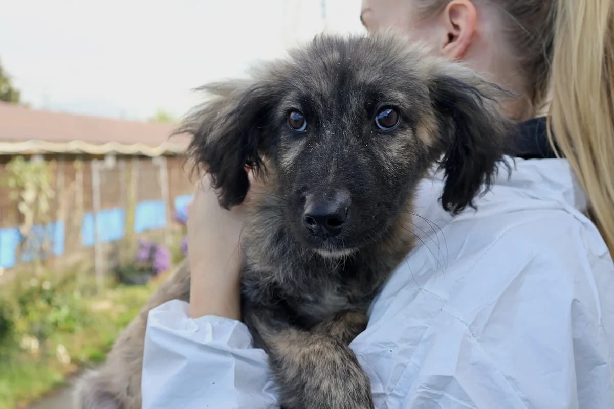 Prinz, male puppy Mixed Breed for adoption at Ein Herz für Streuner e.V., München