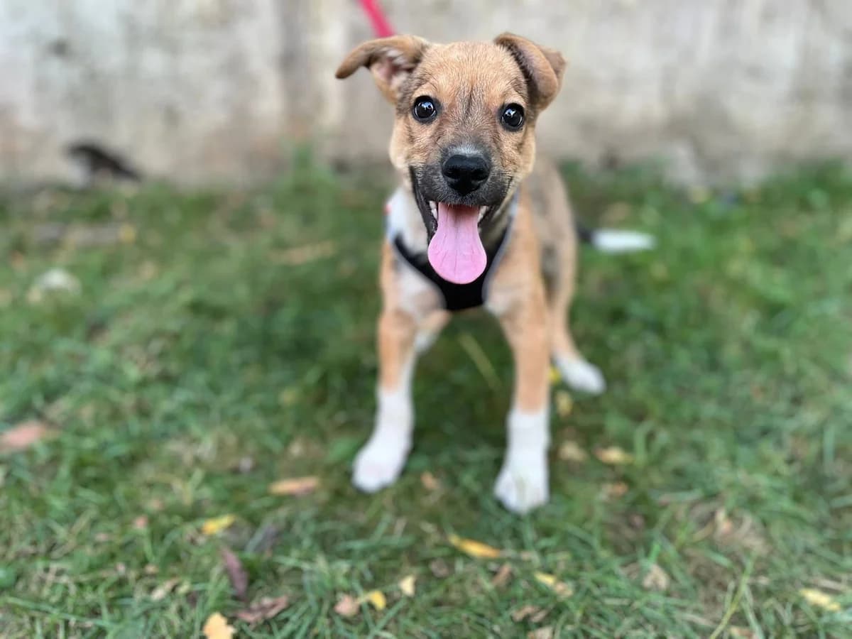 Prinz Charming, male puppy Mixed Breed for adoption at Ein Herz für Streuner e.V., München