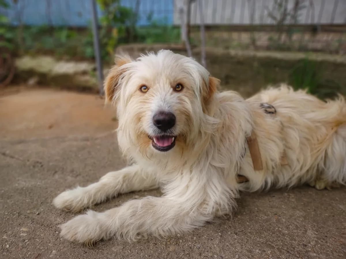 Prinz Eddy, male 5yo Mixed Breed for adoption at Ein Herz für Streuner e.V., München