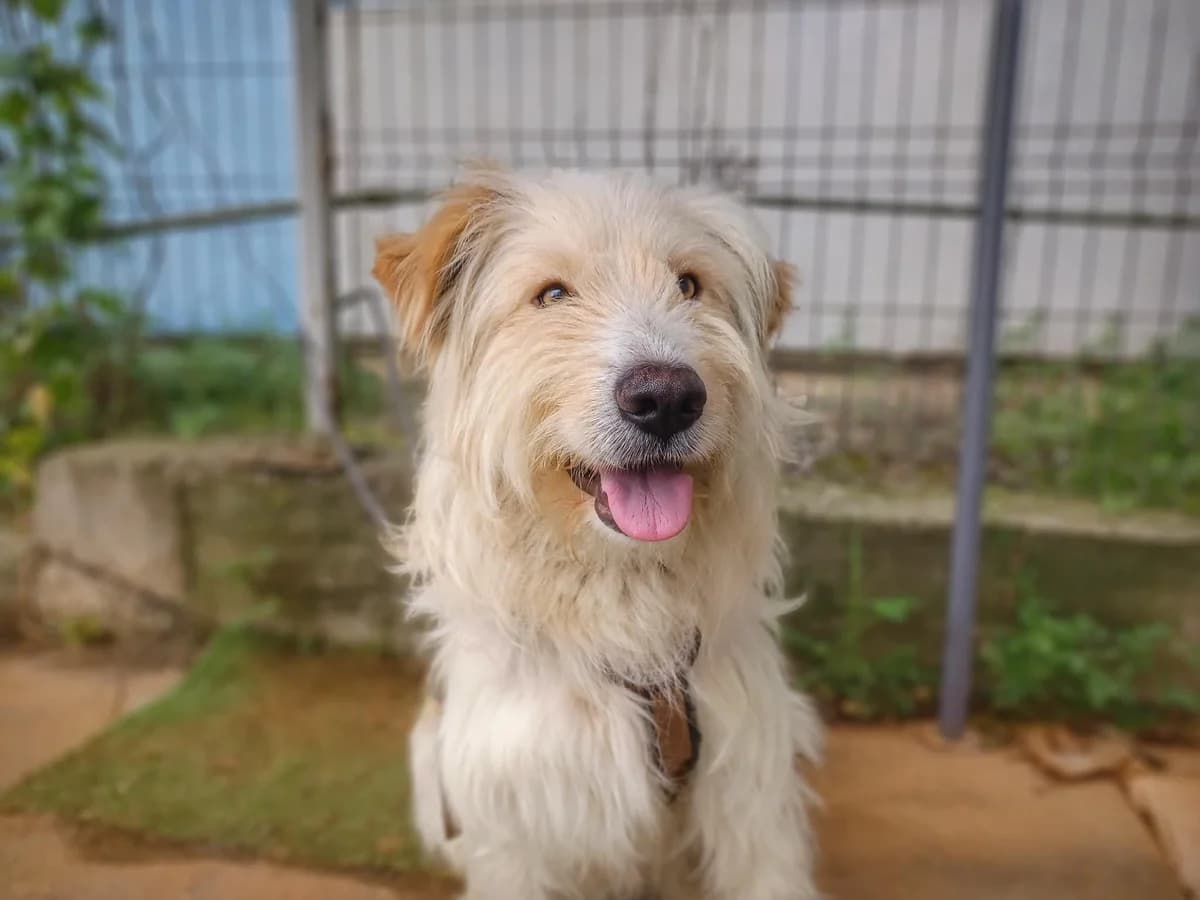 Prinz Eddy, male 5yo Mixed Breed for adoption at Ein Herz für Streuner e.V., München