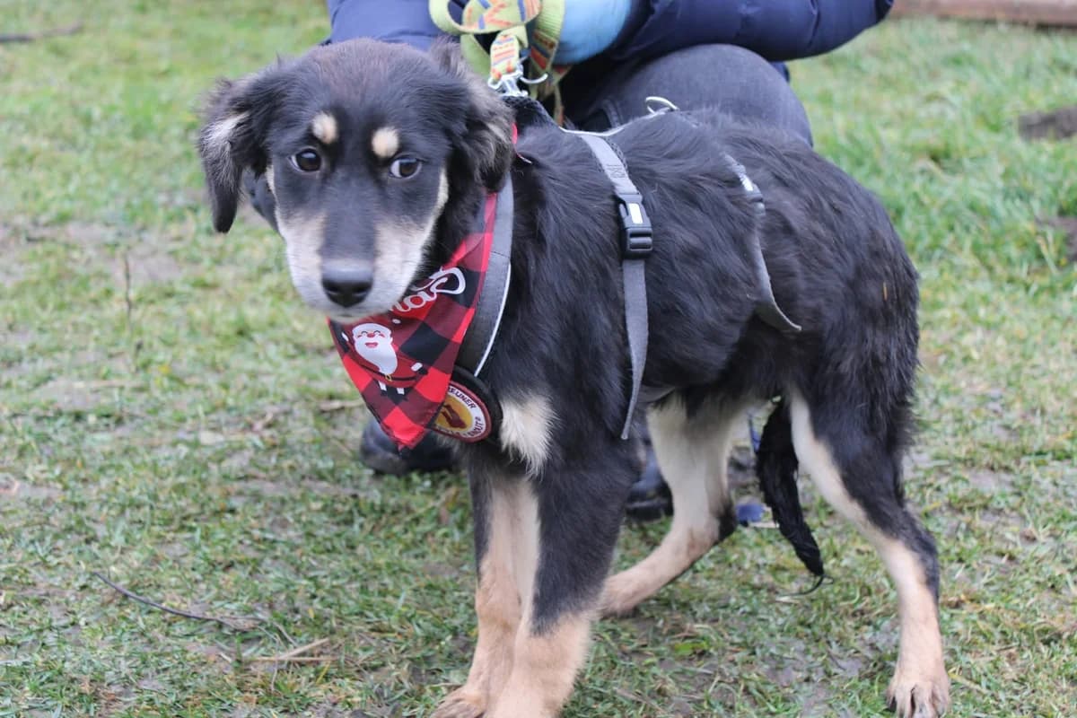 Priya, female puppy Mixed Breed for adoption at Ein Herz für Streuner e.V., München