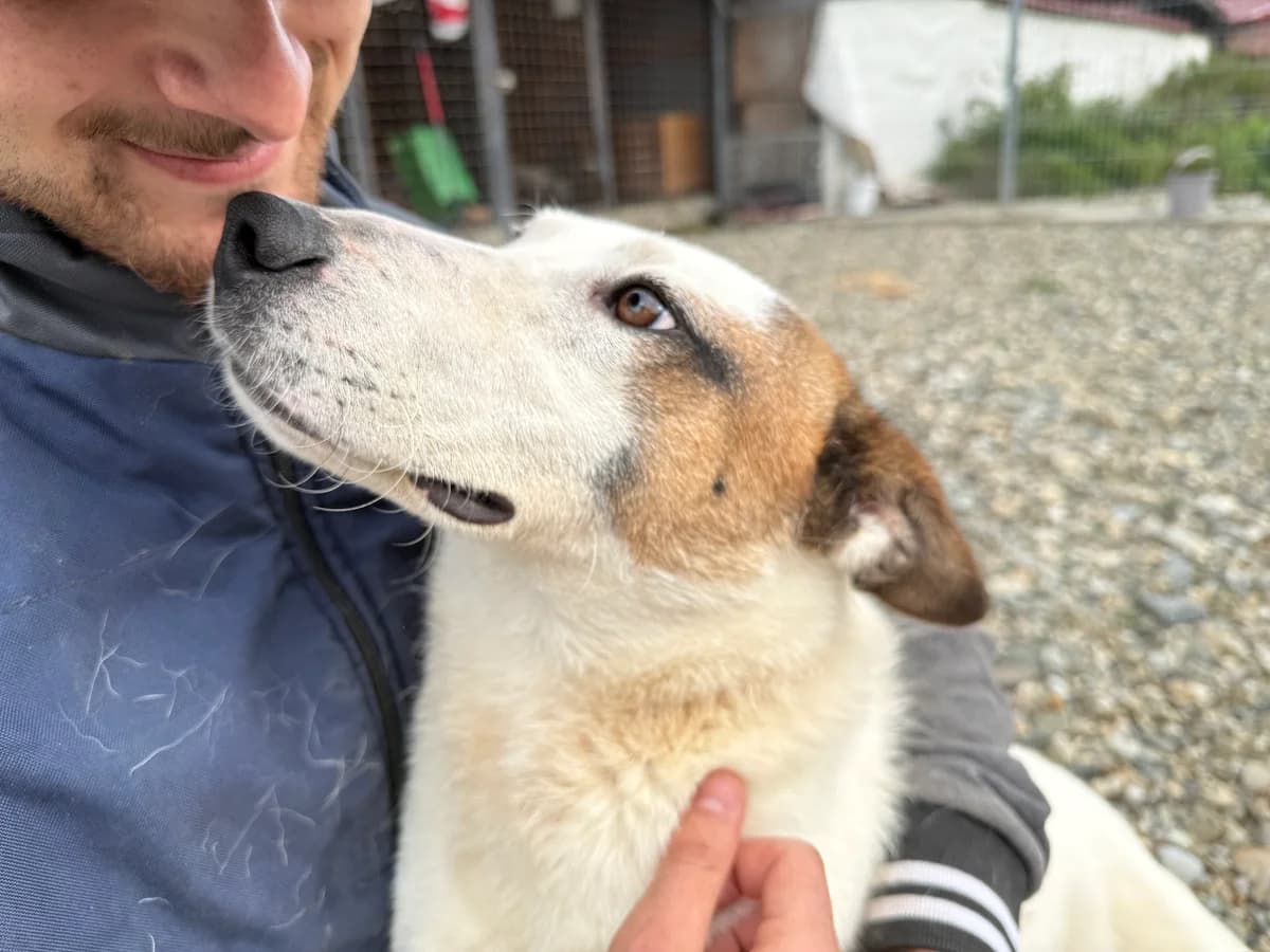 Promise, female young Mixed Breed for adoption at Ein Herz für Streuner e.V., München