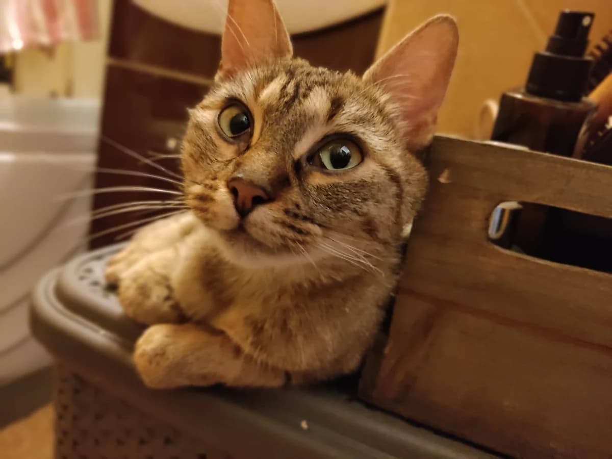 Prudence, female 3yo Mixed Breed for adoption at Ein Herz für Streuner e.V., München