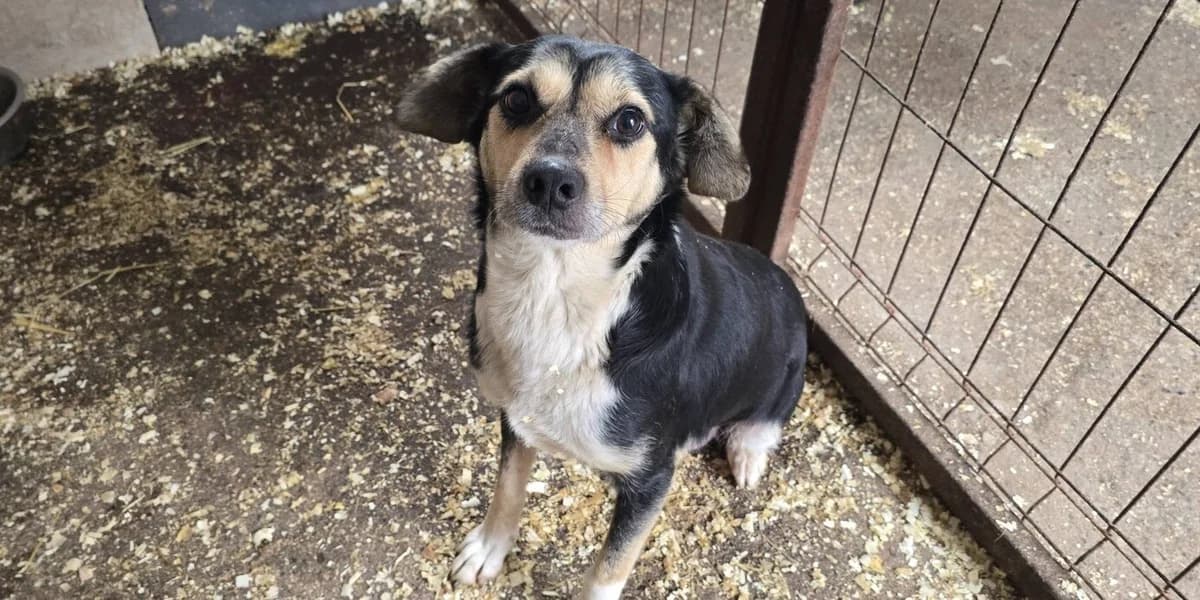 Prussiana, female 5yo Mixed Breed for adoption at Ein Herz für Streuner e.V., München