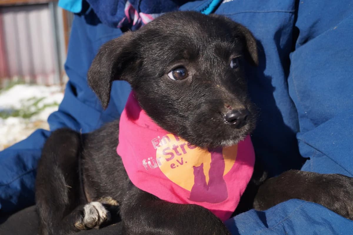 Puca, female puppy Mixed Breed for adoption at Ein Herz für Streuner e.V., München