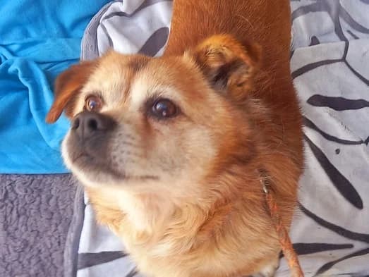 Pucki, male senior Mixed Breed for adoption at Ein Herz für Streuner e.V., München