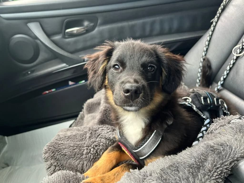 Puddles, weiß male puppy Mixed Breed for adoption at Ein Herz für Streuner e.V., München