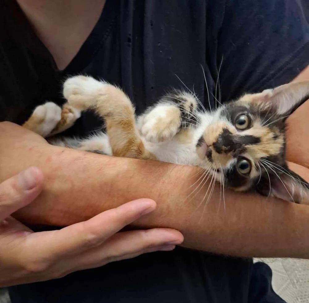 PÜNktchen, Mixed Breed for adoption at Ein Herz für Streuner e.V., München