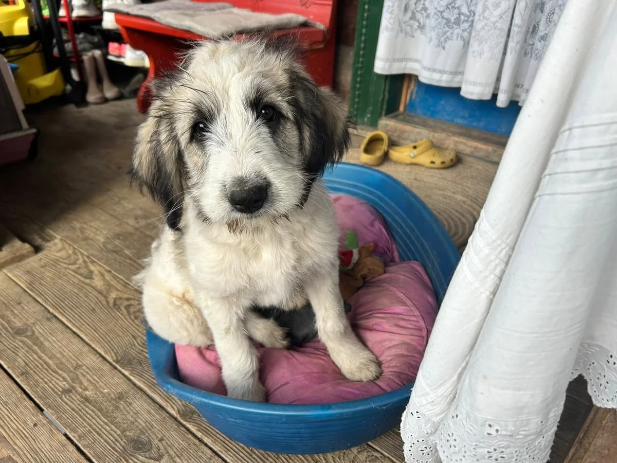 PÜNktchen, female puppy Mixed Breed for adoption at Ein Herz für Streuner e.V., München