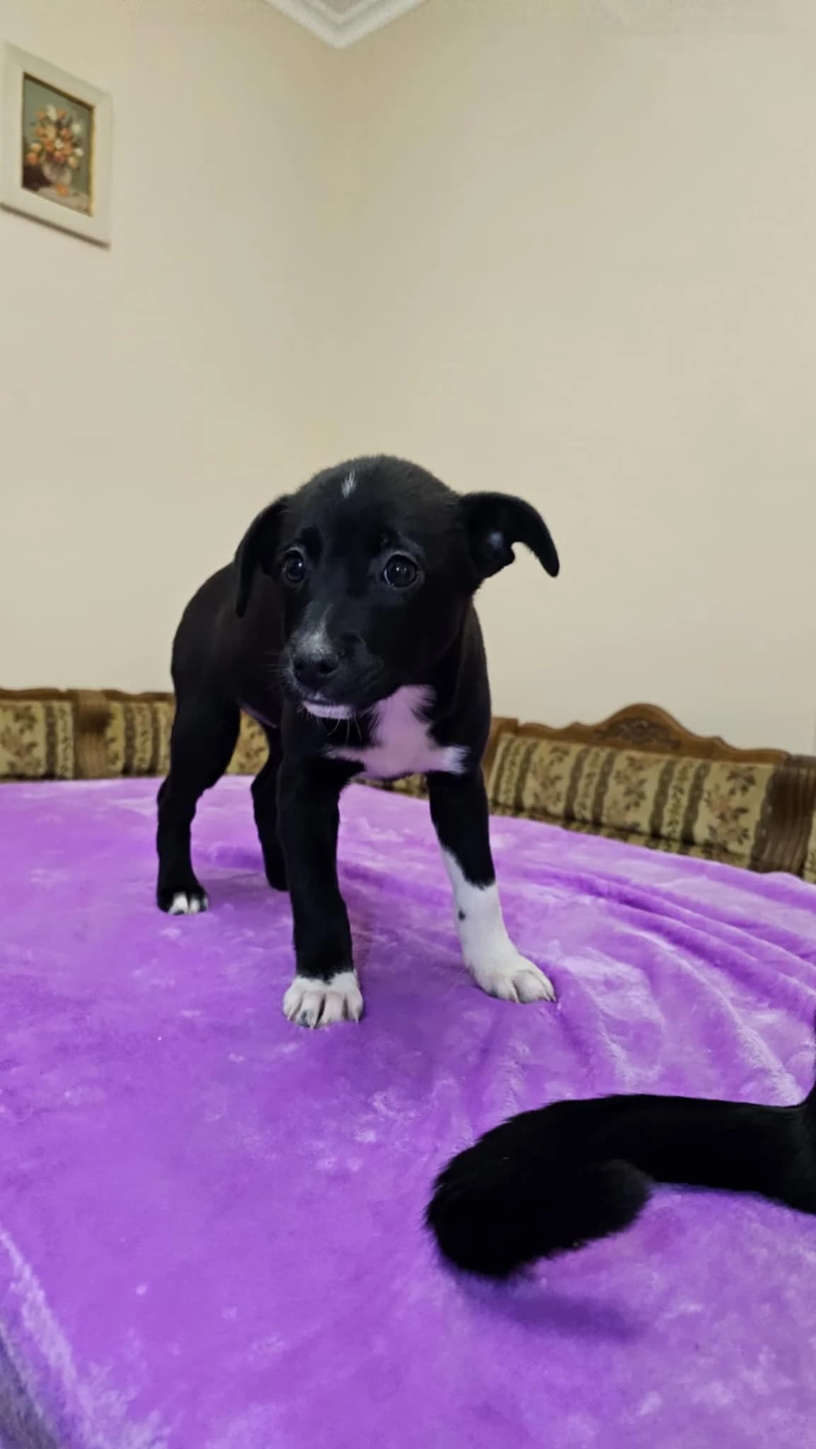PÜNktchen, weiß female puppy Mixed Breed for adoption at Ein Herz für Streuner e.V., München