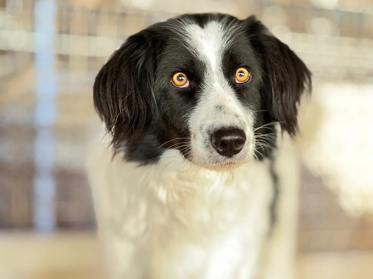 PÜNktchen, weiß female 5yo Mixed Breed for adoption at Ein Herz für Streuner e.V., München
