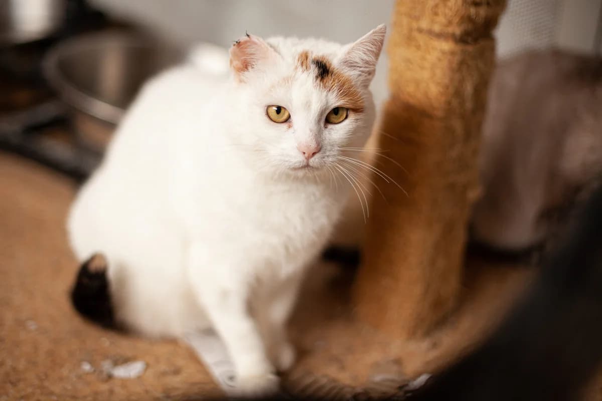 PÜNktchen, female 5yo Mixed Breed for adoption at Ein Herz für Streuner e.V., München