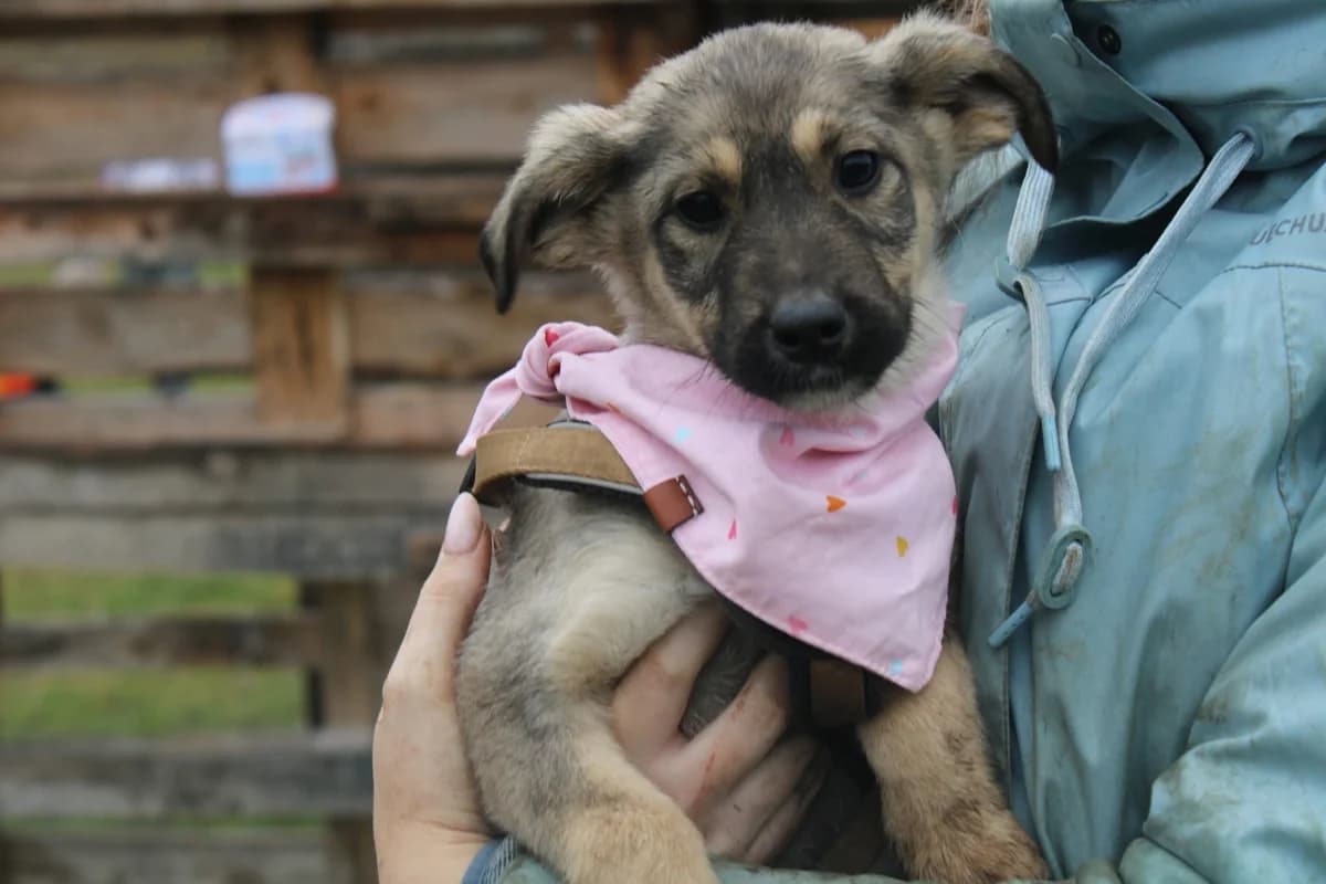 PÜPpie, female puppy Mixed Breed for adoption at Ein Herz für Streuner e.V., München