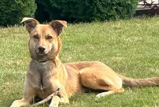 Puffy, female young Mixed Breed for adoption at Ein Herz für Streuner e.V., München