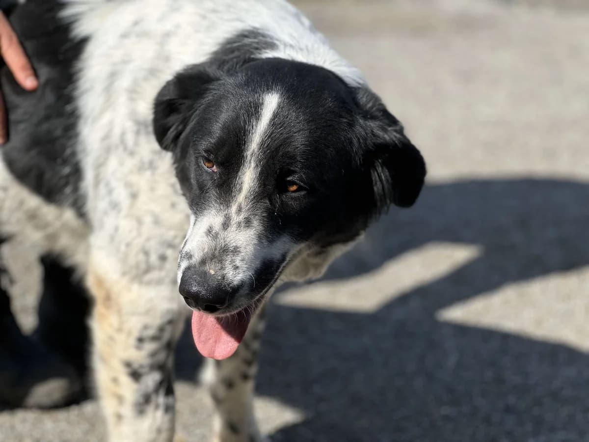 Puglia, female 3yo Mixed Breed for adoption at Ein Herz für Streuner e.V., München