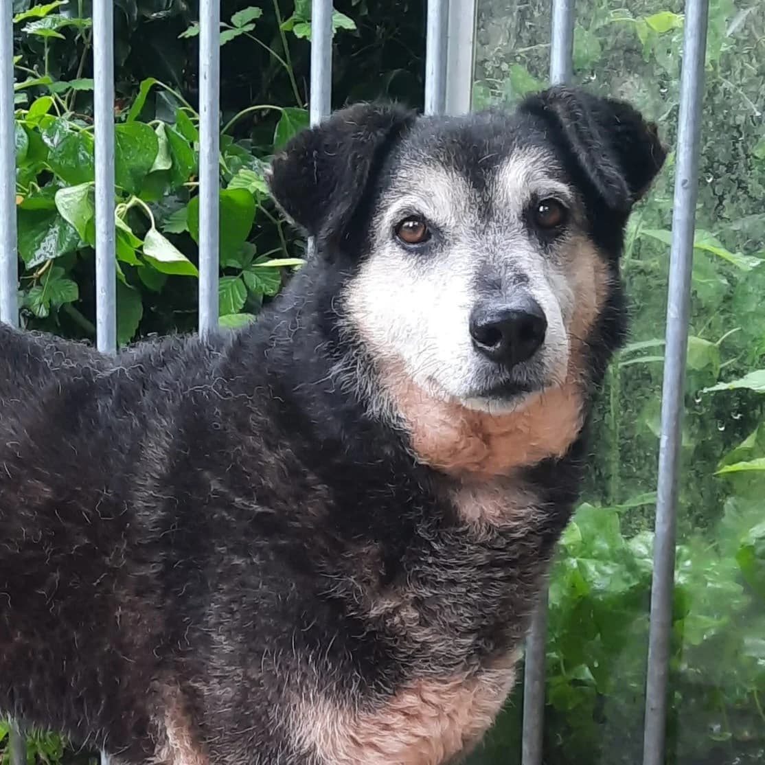 Pukra, female senior Mixed Breed for adoption at Ein Herz für Streuner e.V., München