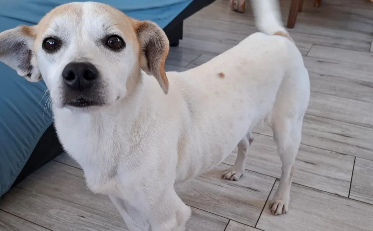 Puky, female senior Mixed Breed for adoption at Ein Herz für Streuner e.V., München
