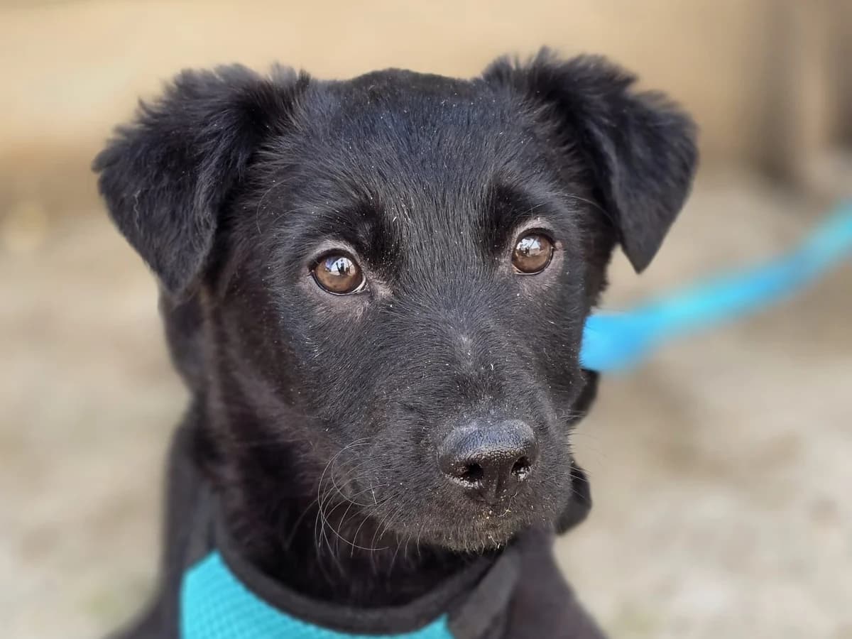 Puma, female puppy Mixed Breed for adoption at Ein Herz für Streuner e.V., München