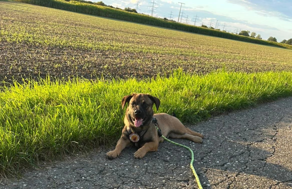 Pumba, male puppy Mixed Breed for adoption at Ein Herz für Streuner e.V., München