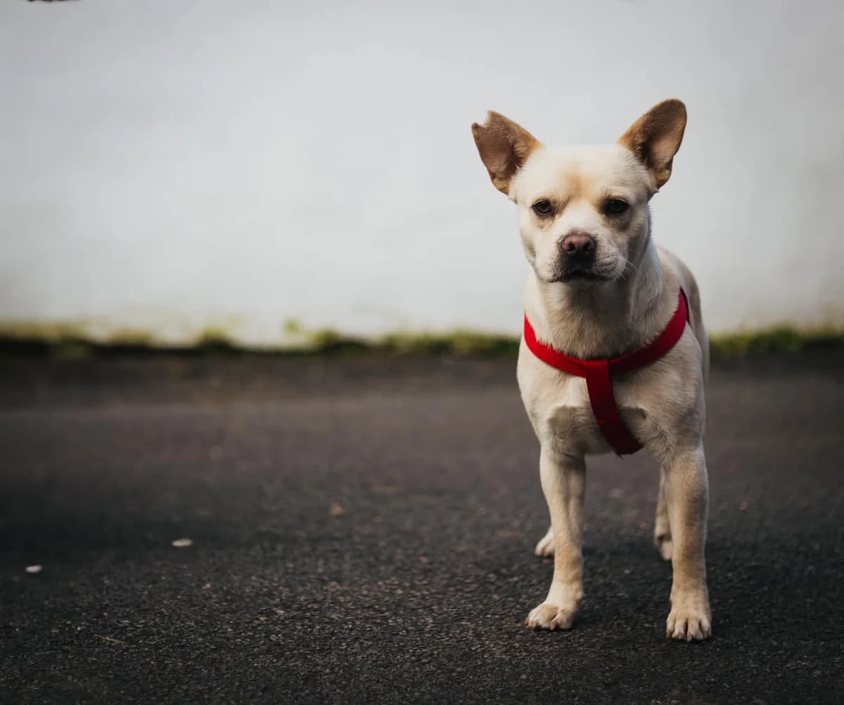 Pumba, Mixed Breed for adoption at Ein Herz für Streuner e.V., München