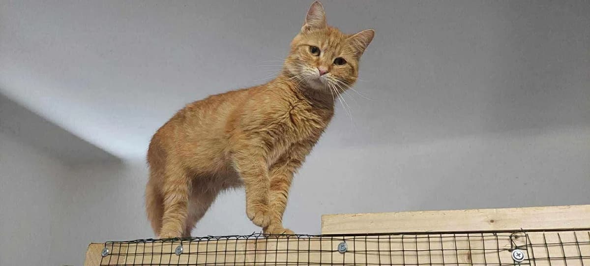 Pumpkin, Mixed Breed for adoption at Ein Herz für Streuner e.V., München