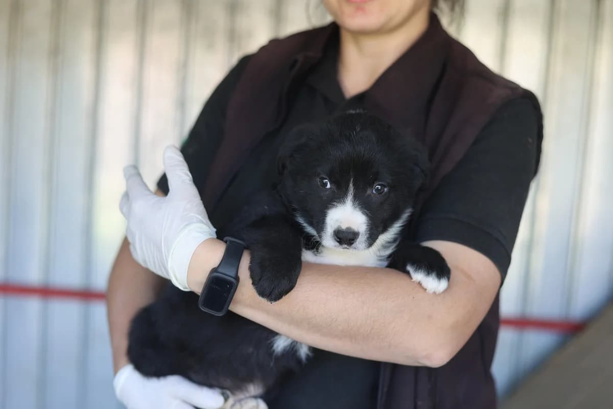 Pumukel, weiß male puppy Mixed Breed for adoption at Ein Herz für Streuner e.V., München